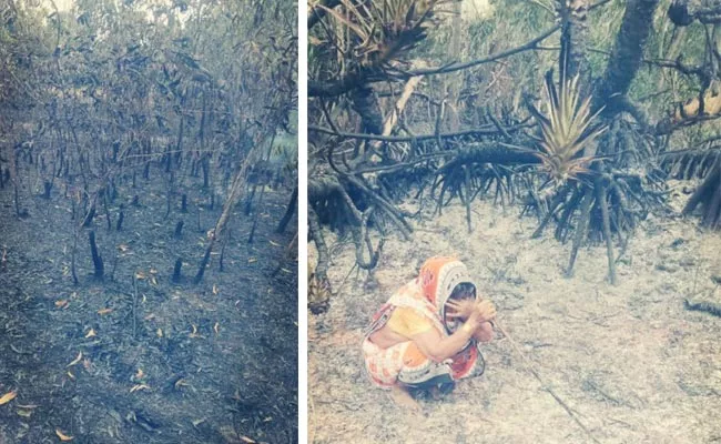 Fire In Cashew Garden In Srikakulam District - Sakshi