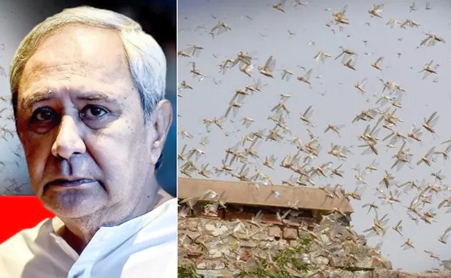 Odisha Issues Advisory For Impending Locust Attack - Sakshi