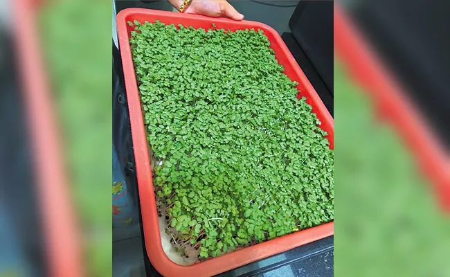 Healthy Micro Green Crops Special Story - Sakshi