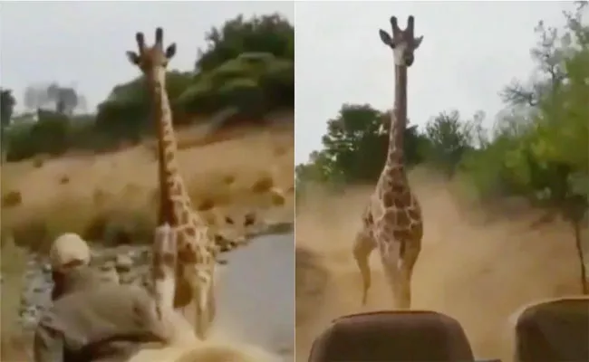 Viral Angry Giraffe Chases A Car - Sakshi