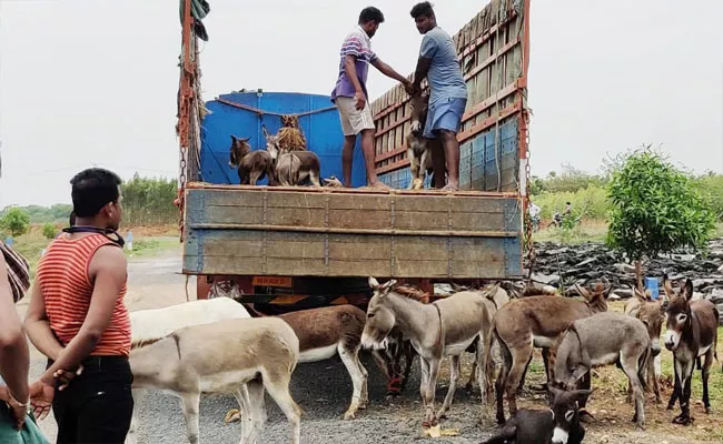 Donkey Transport From Chennai To Prakasam District - Sakshi