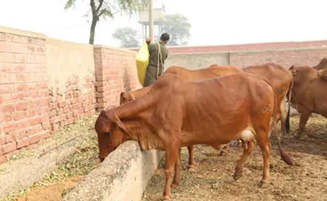 AP Government Provides Health Cards For Animals - Sakshi