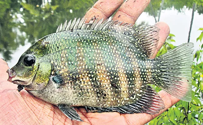 MPEDA comes to aid production of Kerala most popular fish - Sakshi