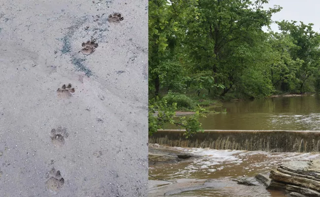 Tiger Walking in Forest For Permanent Shelter Adilabad - Sakshi