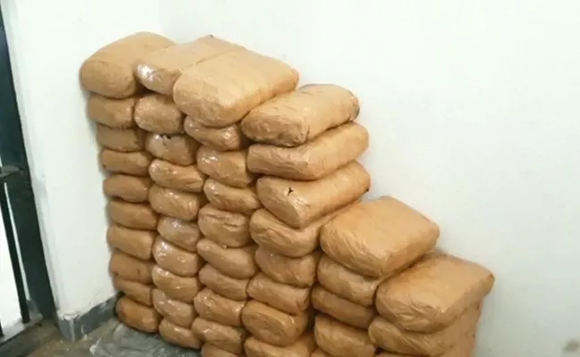 Police Seized Marijuana In Suryapet - Sakshi