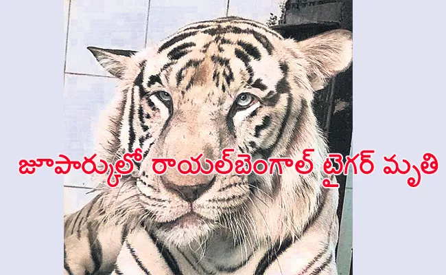 Royal Bengal Tiger Deceased in Nehru Zoological Park Hyderabad - Sakshi