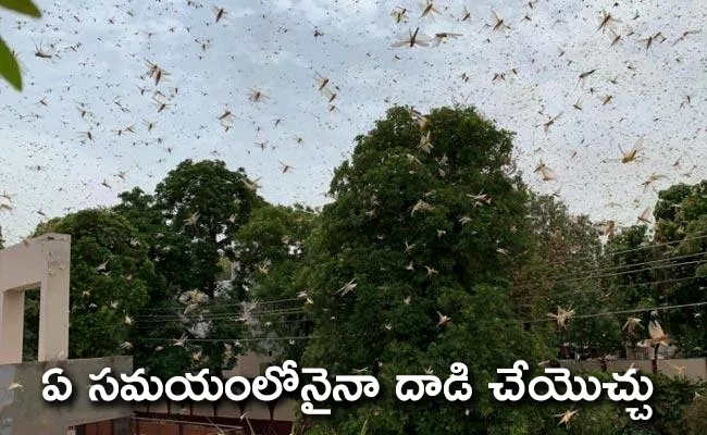 Swarms of Locust Attack Vast Areas In Gurgaon Near Delhi - Sakshi