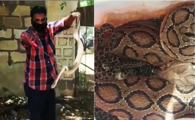 Shocking: Deadly snake venomous viper produces 36 babies in bothroom - Sakshi