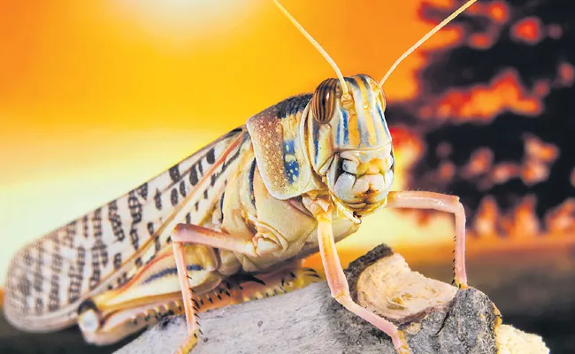 Telangana Government Is Making Plans To Eradicate Grasshoppers - Sakshi