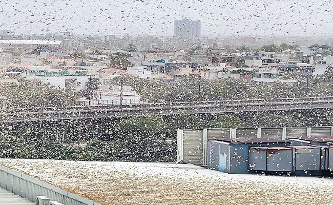 Locusts attack in Gurgaon-delhi - Sakshi