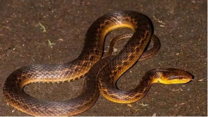 WII redicovers extincted snake after 129 years - Sakshi