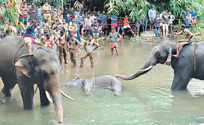 Pineapple filled with firecrackers killed pregnant wild elephant - Sakshi