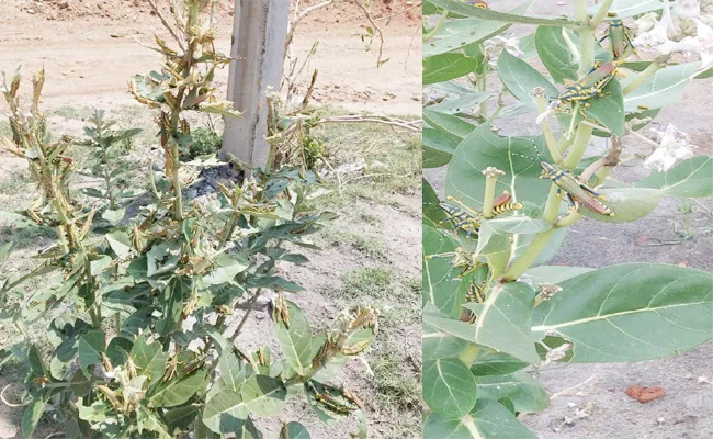 Farmers Found Locust in Khammam - Sakshi