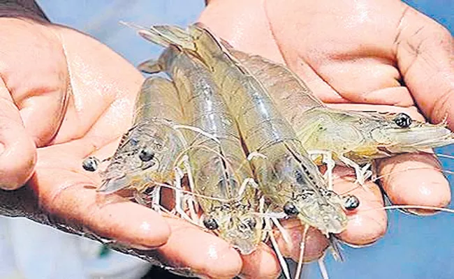 Quarantine also for shrimp - Sakshi