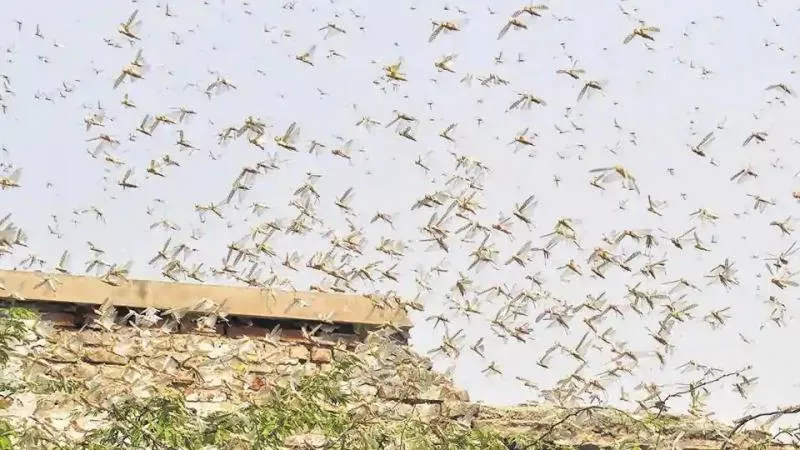 UNFAO Warns of Another Invasion of Locusts in July - Sakshi