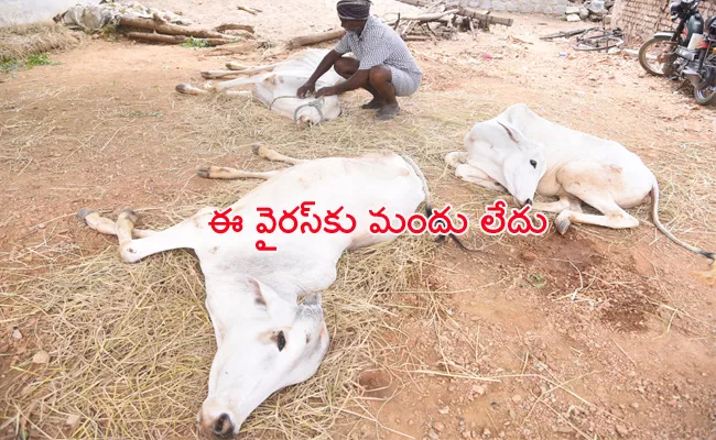 White Skin Animals Deceased With lumpy skin virus in Mahabubnagar - Sakshi