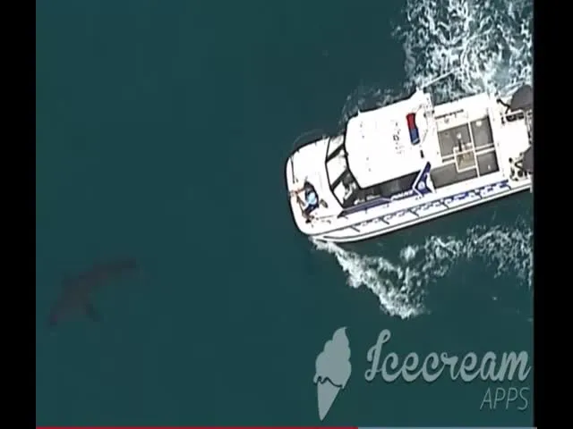 Man Deceased After Shark Bites Off Leg At Beach In Australia