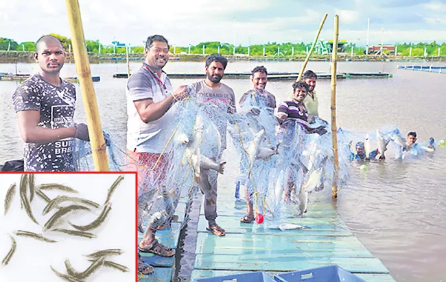 Pandugappa fish production has become a viable option for farmers - Sakshi