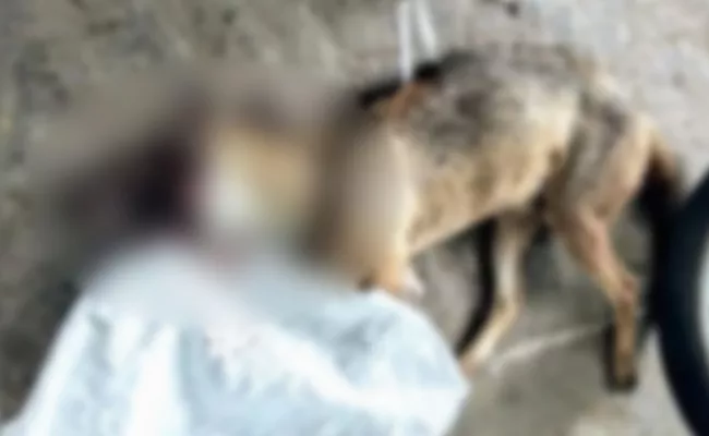 12 Men Arrested For Eliminate Jackal By Stuffing Explosive Inside Meat - Sakshi