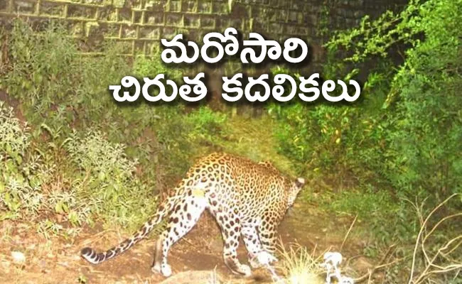 Leopard Seen At Rajendra Nagar Agricultural University Area - Sakshi