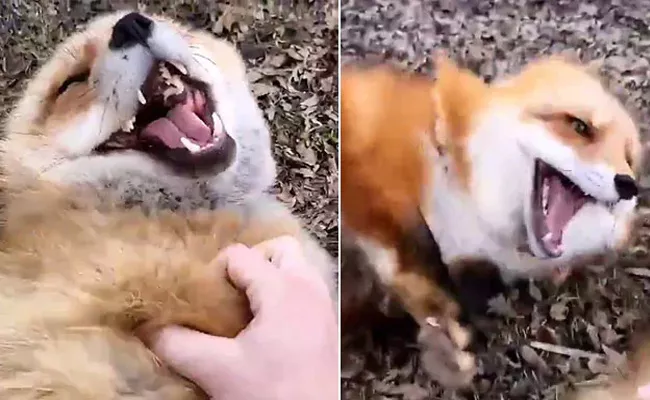 Viral Video: What Does The Fox Say? Anybody Guess - Sakshi