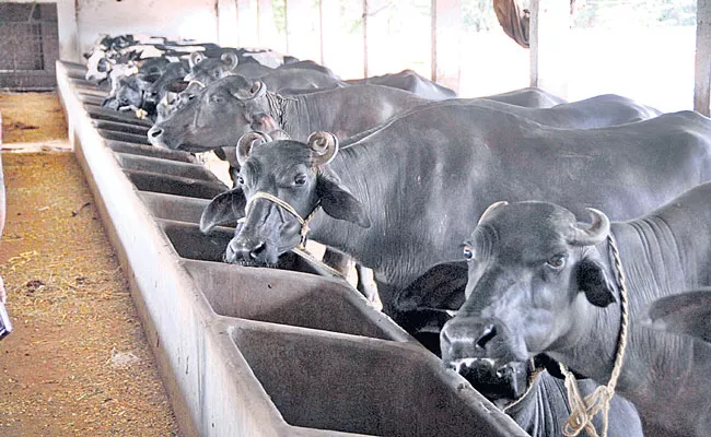 Mega Dairy Unit Set Up With 250 Crore In Rangareddy District - Sakshi