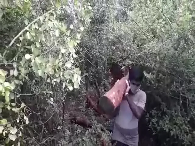 Once Again Smugglers Are safari In Seshachalam Hills Video