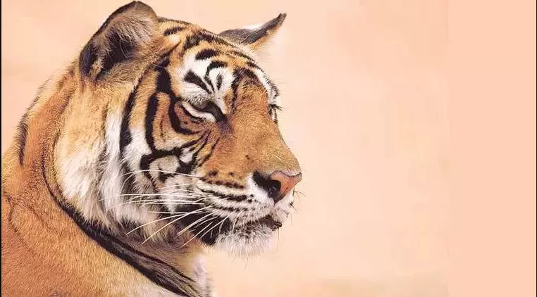 indian tiger census makes it to guinness book of world records - Sakshi