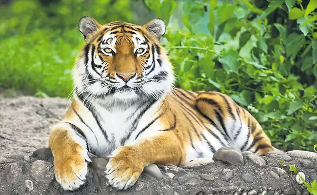 India sets Guinness world record for largest camera trap survey of tigers - Sakshi