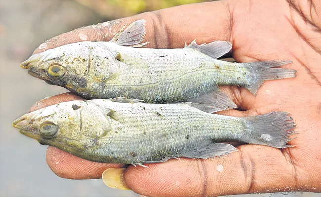 Sakshi Special Story On Pandugappa Fish