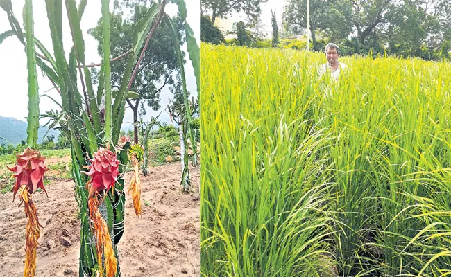 Engineering Young Couple Doing Nature Agriculture At Kadapa District - Sakshi