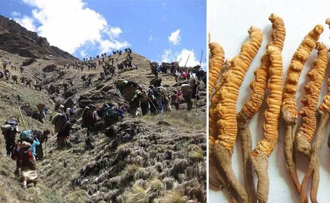 Himalayan Viagra Costlier Fungus Now In IUCN Red List Vulnerable Category - Sakshi