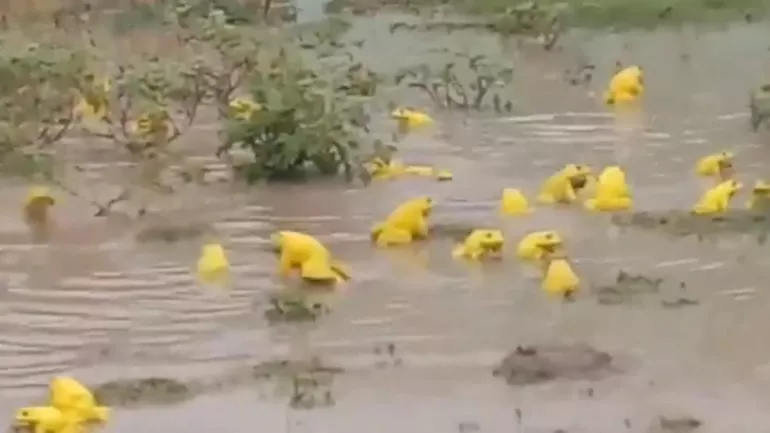 Trending Video Yellow Frogs In Madhya Pradesh Narsinghpur - Sakshi