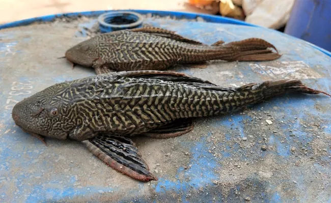 Aqua Formers Loss With Gost Fish in West Godavari - Sakshi