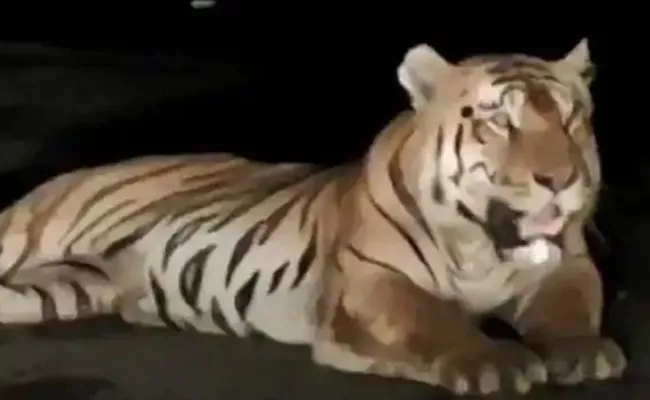 Tiger Sat On National High Way 7 In Madhya Pradesh - Sakshi