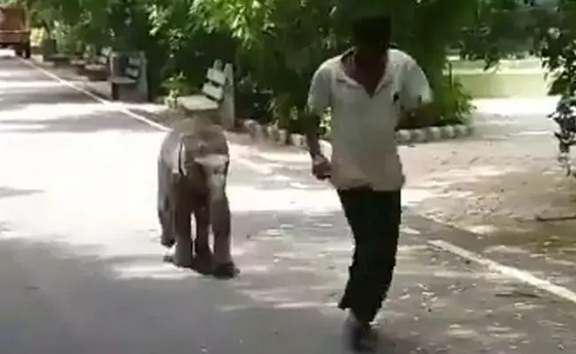 Baby Elephant Vedavathi Runs Behind Her Keeper Somu In Mysore Zoo - Sakshi