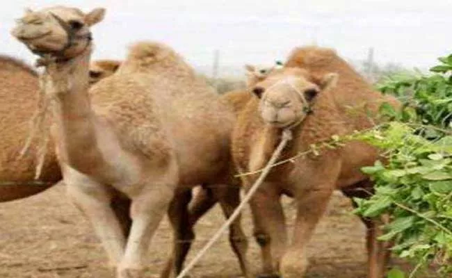 Telangana High Court Questions Telangana Government Over Camels - Sakshi