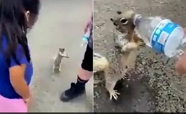 Thirsty Squirrel Asking For Water Video Goes Viral Melts Hearts - Sakshi