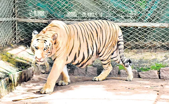 Man Adopted Royal Bengal Tiger For One Year In Hyderabad - Sakshi