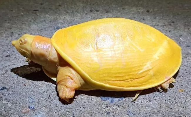 Yellow Turtle Spotted In Odisha's Balasore District - Sakshi