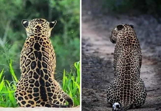 Netizens Try Differentiate Between Jaguar and Leopard - Sakshi