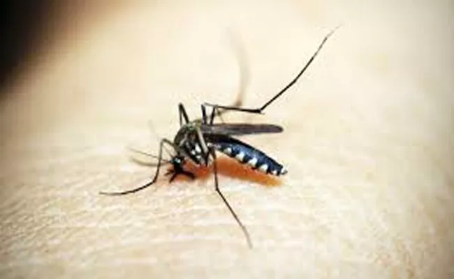 COVID-19 is not transmitted by mosquitoes - Sakshi