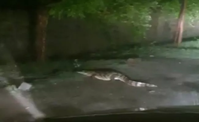 Crocodile Caught on Road in Ballari Karnataka - Sakshi