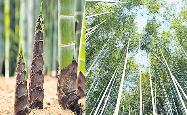 Damyang‌ Bamboo Special Story In Sagubadi - Sakshi