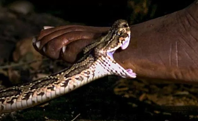 95 Snake Bite Cases Found In Krishna District - Sakshi