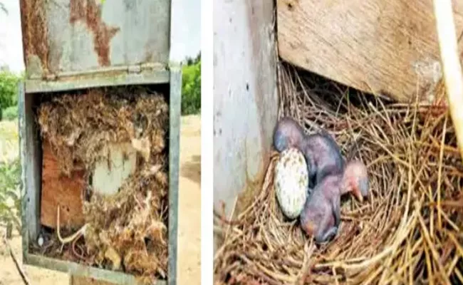 Villagers Sacrifice Electric Power For Birds in Tamil Nadu - Sakshi