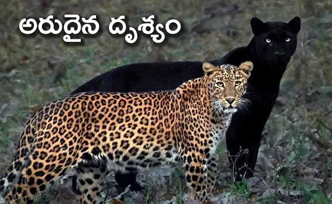 Meet The Photographer Who Shot Black Panther And Leopard Photos - Sakshi