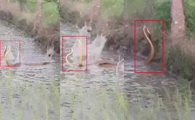 Nagula Panchami Two Snakes Dance In Rajanna Sircilla District - Sakshi