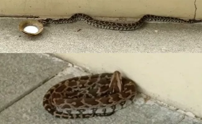 Python Entered In Basara Saraswati Temple At Adilabad District - Sakshi