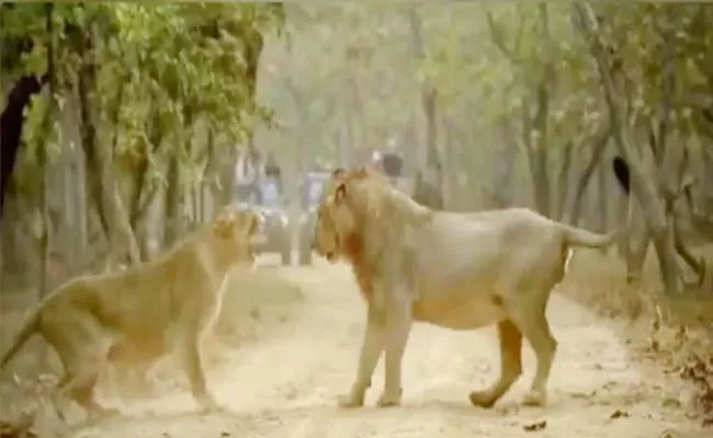 Viral Video: Fight Between Lion, Lioness Gives Best Husband Wife Jokes - Sakshi